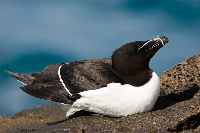 Razorbill